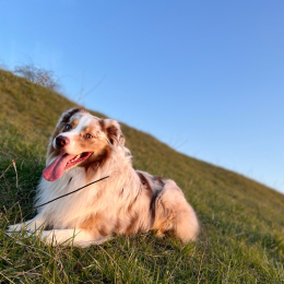 Rosko profile