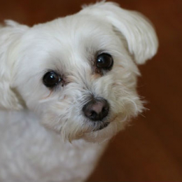 Doggo profile