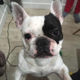 Jack profile