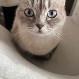Mimi profile