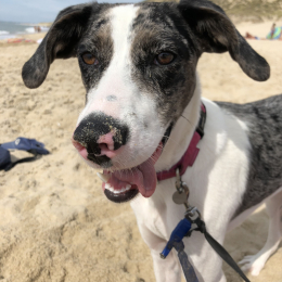 Lila profile