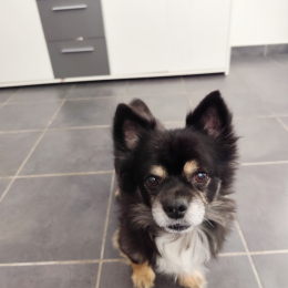 Cookie profile