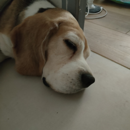 Mouki profile
