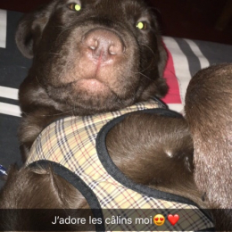 Falko profile