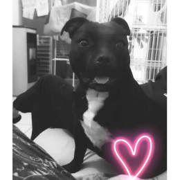 Stella profile