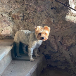 Rocky profile