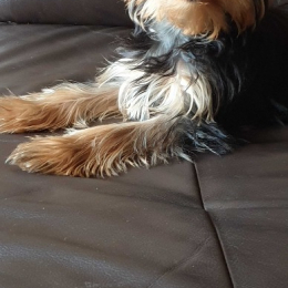 Léon profile