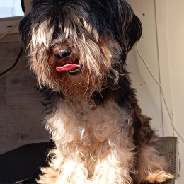 Scouby profile