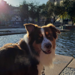 Doggo profile