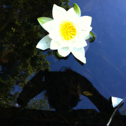 Giulia profile
