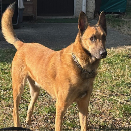 Rust profile