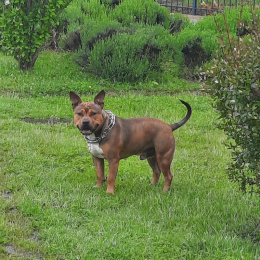 Tyson profile