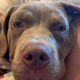 Boyka profile