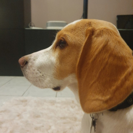 Snoopy profile