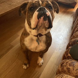 Thelma profile