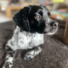 Ody profile