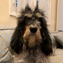 Orietta profile