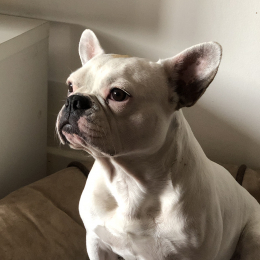 Nala  profile