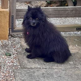 Philou profile