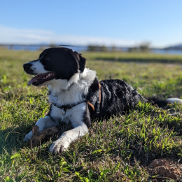 Akaw profile