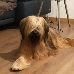 Orphée profile