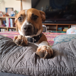 Kali profile