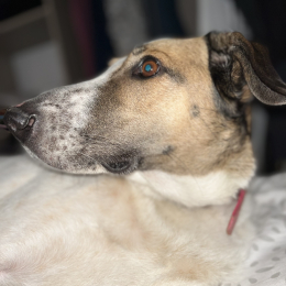 Doggo profile