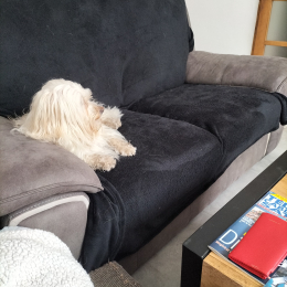 Aria popy coton texas profile