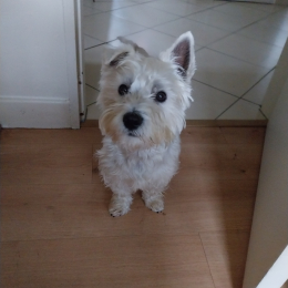 Tilou profile