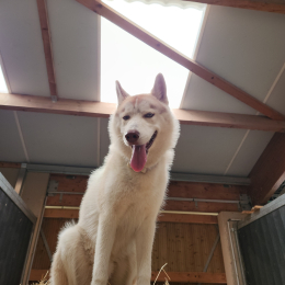 Païk profile