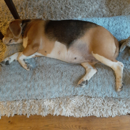 Lola profile
