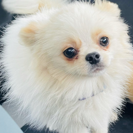 Elvis profile