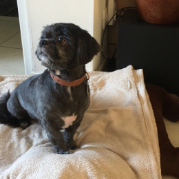 Frimousse profile