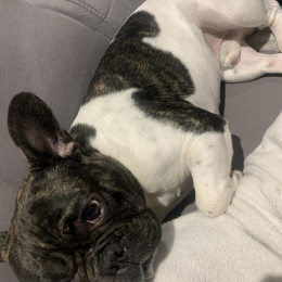 Pepito profile
