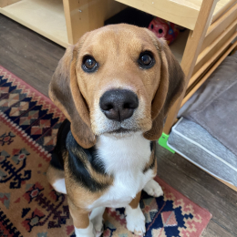 Carlos profile