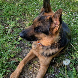 Pango profile
