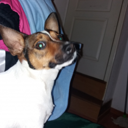 Oscar profile