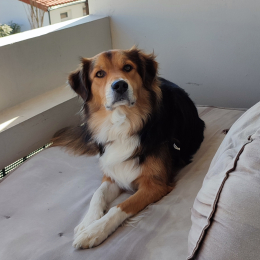 Doggo profile