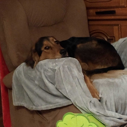 Doggo profile
