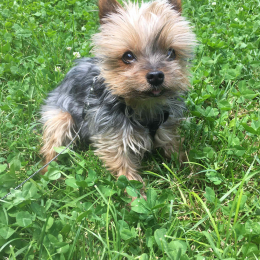 Elvis profile