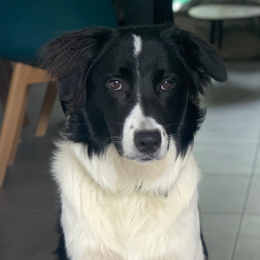 Usko profile