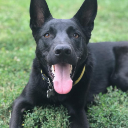 Looping et nala profile