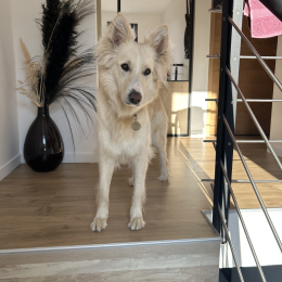 Lola profile