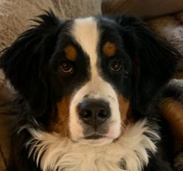 Romy profile