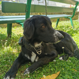 Roni profile