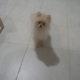 Gogo profile
