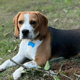 Tobby profile