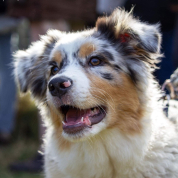 Milo profile