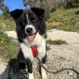 Aito profile