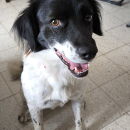 Frimousse profile